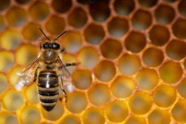 Business Lessons From Busy Bees